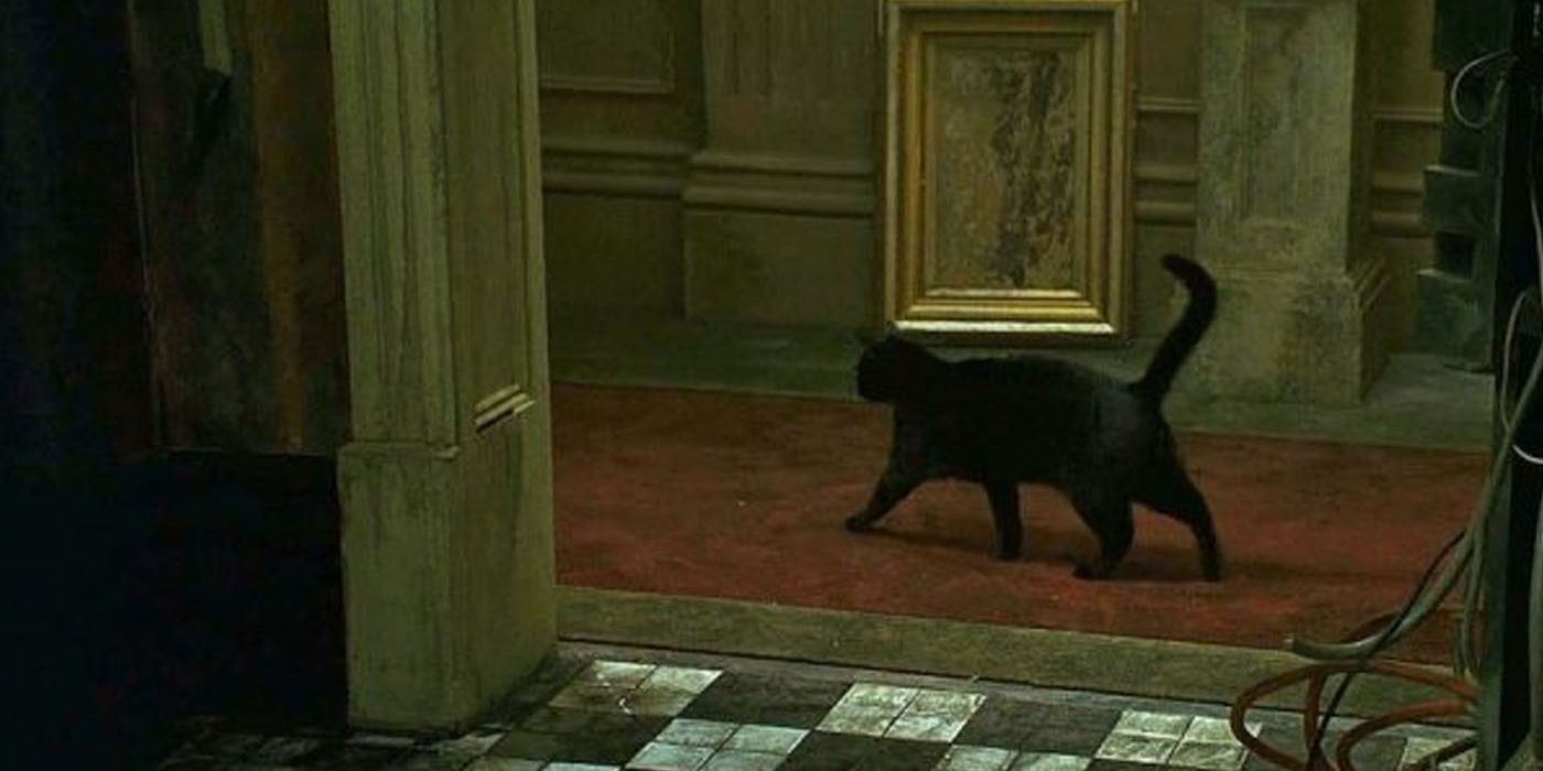 Black cat in The Matrix