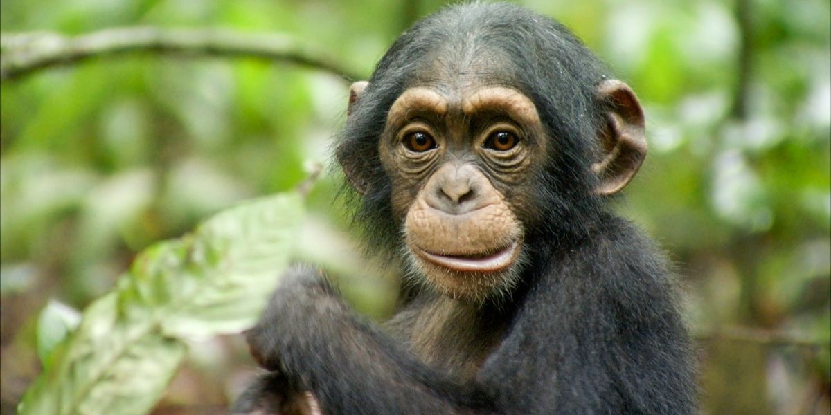 Chimpanzee holding a leaf in Disney Nature&rsquo;s Chimpanzee