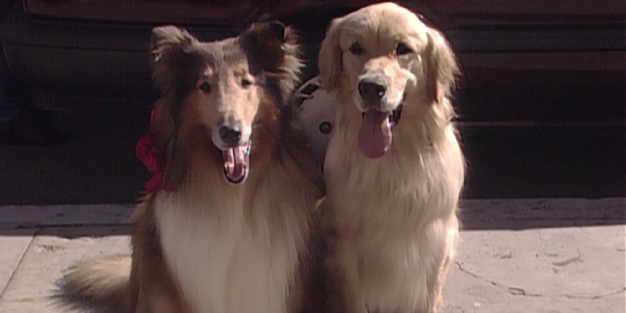 The 10 Most Beloved Pets In A TV Series, According To Reddit