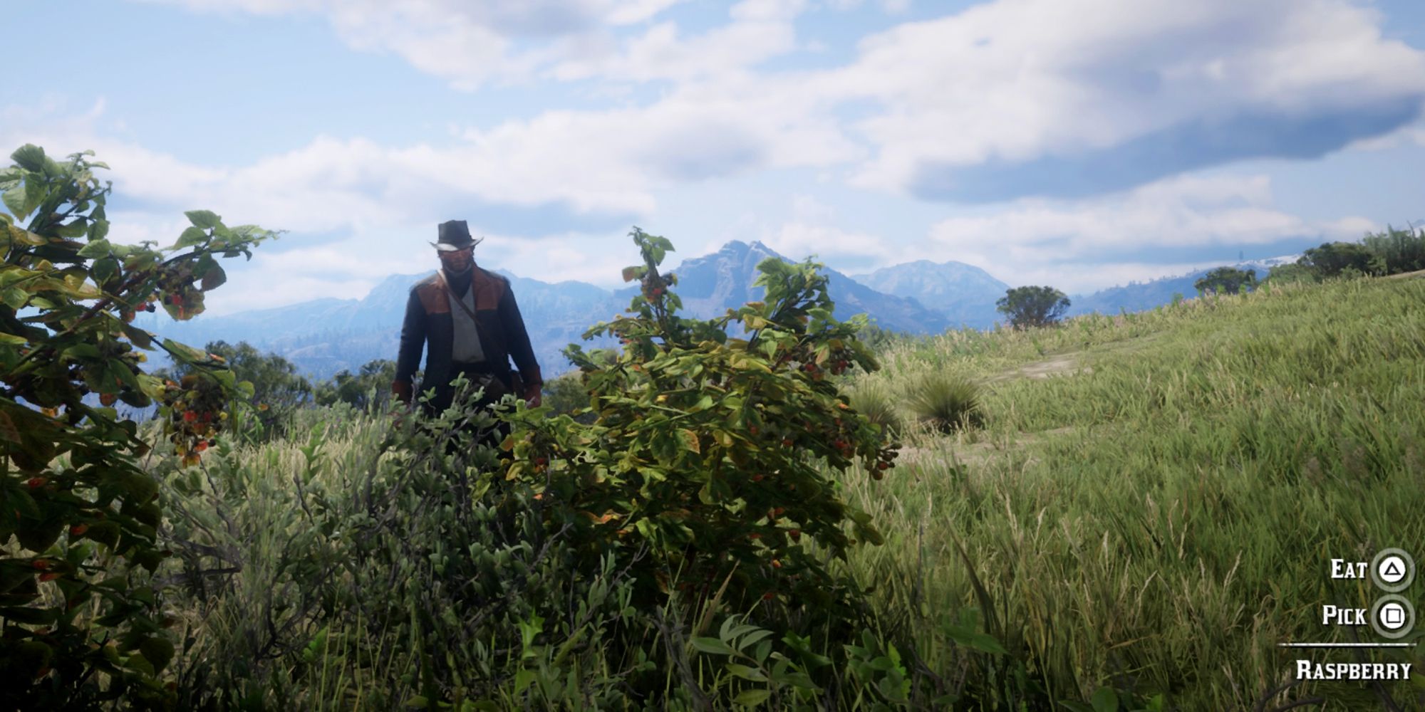 Raspberries Grow on Bushes in Red Dead Redemption 2