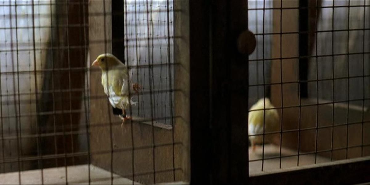 Shot of the twin canary in the Prestige