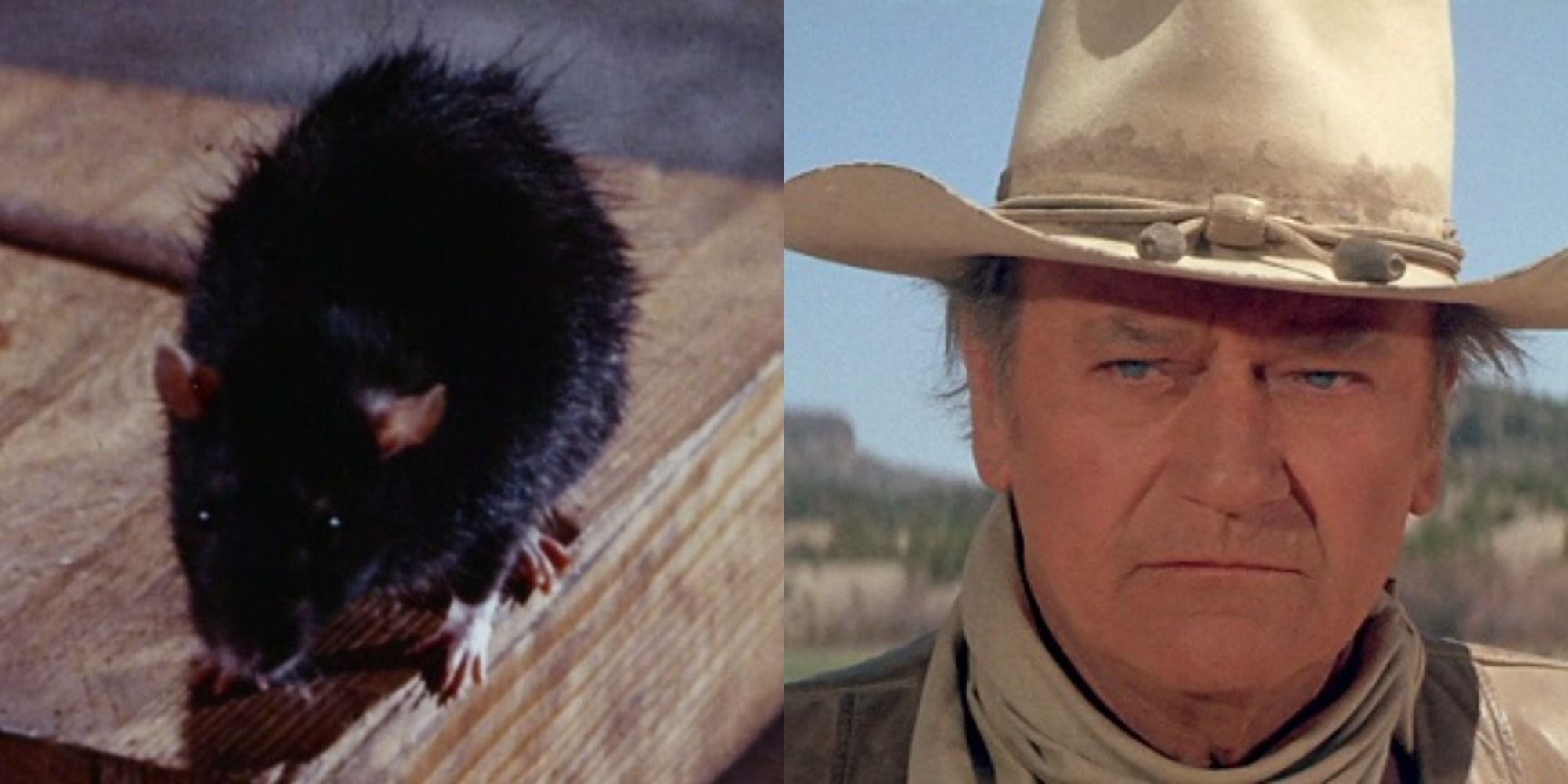Two side by side images of the rat in Ben and John Wayne in The Cowboys