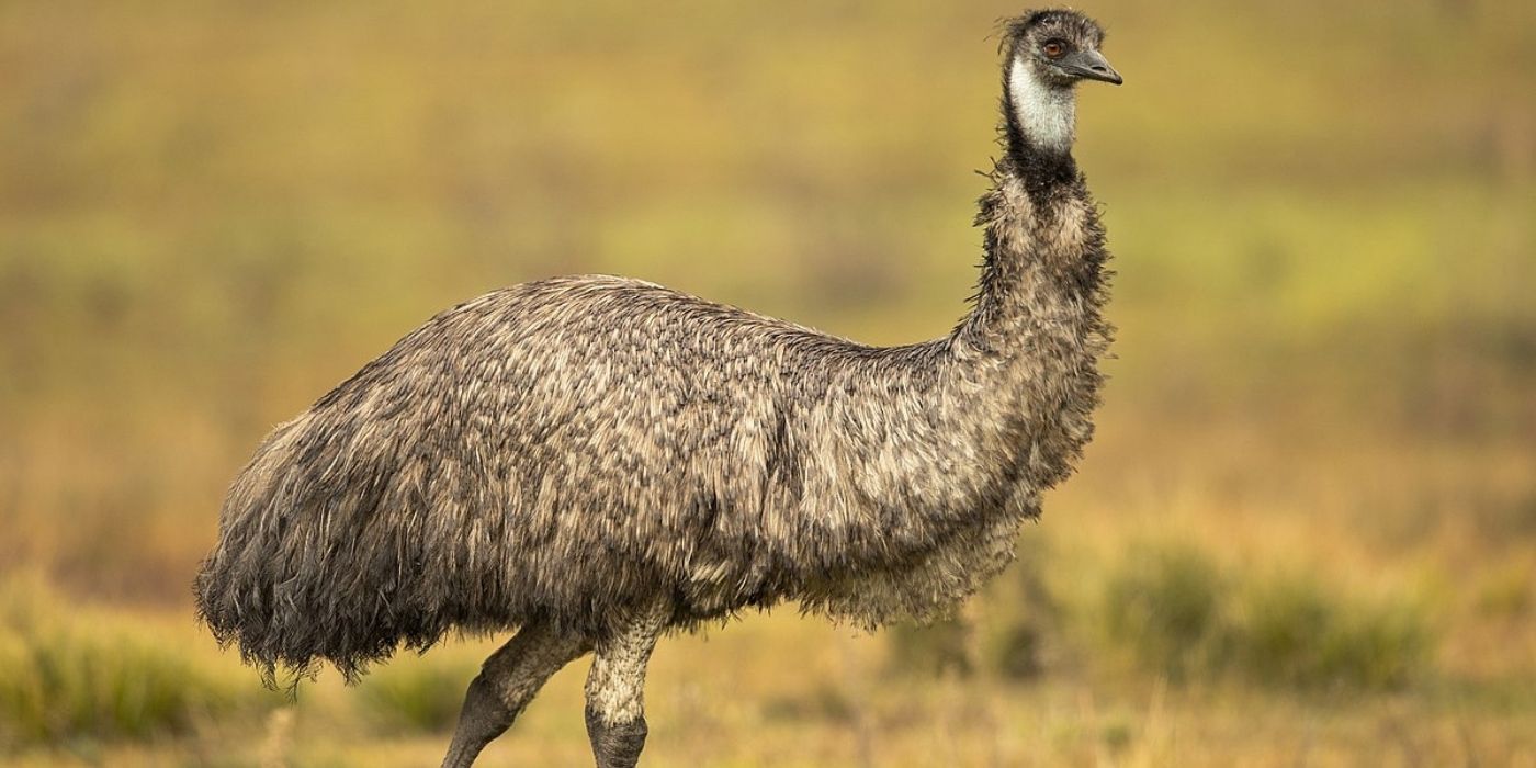An Emu running in an open field