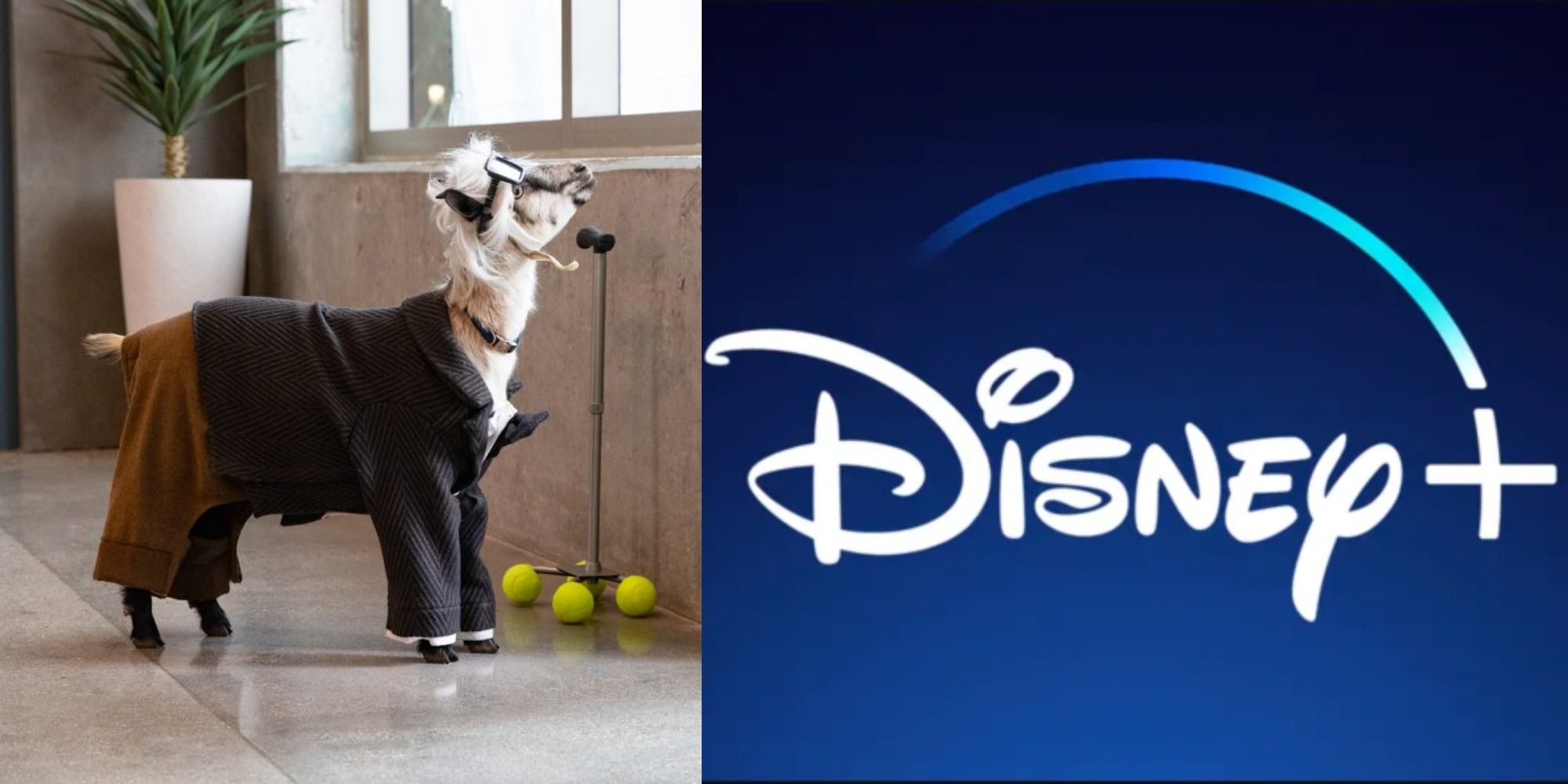 Split image of Carl Fredrickens goat and the Disney+ logo