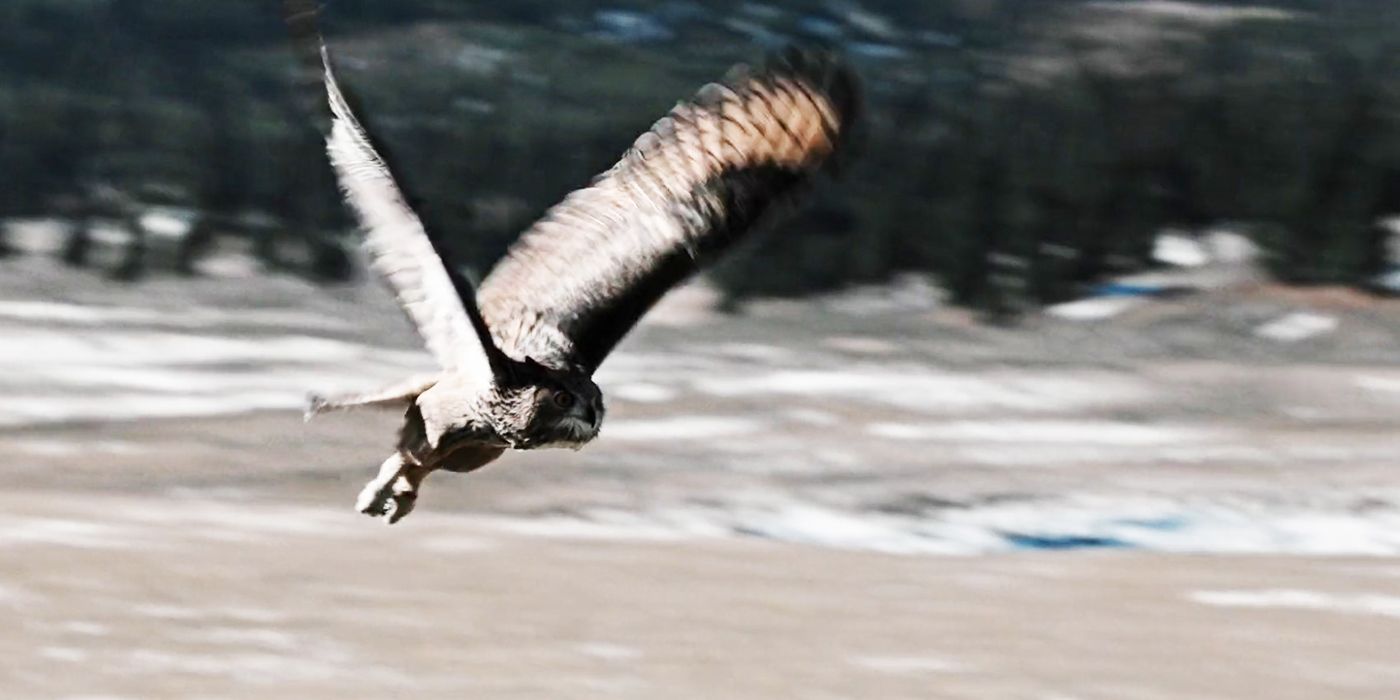 Yellowstone-owl-meaning-symbolism-death-ritual