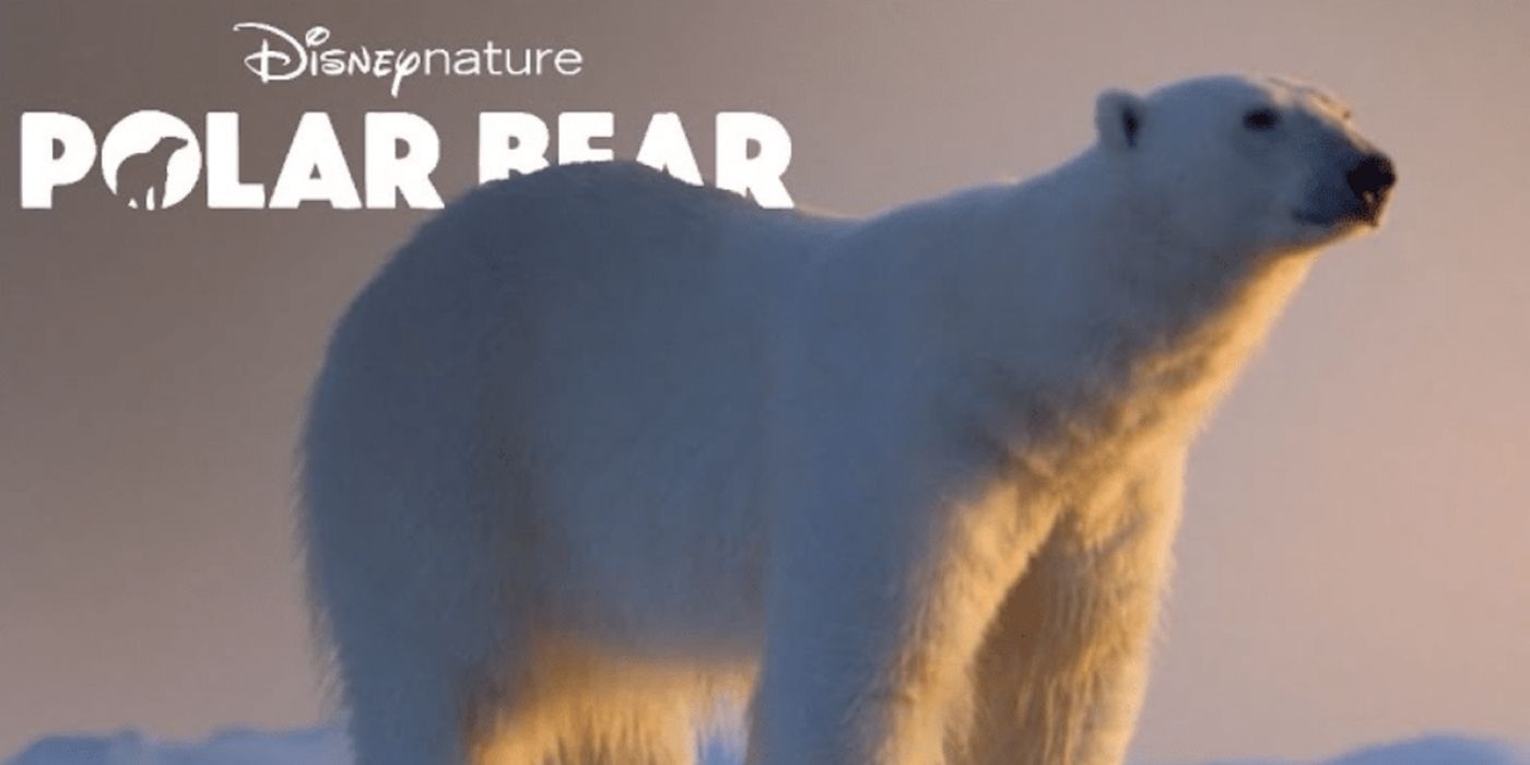 A movie poster for Disneys Polar Bear