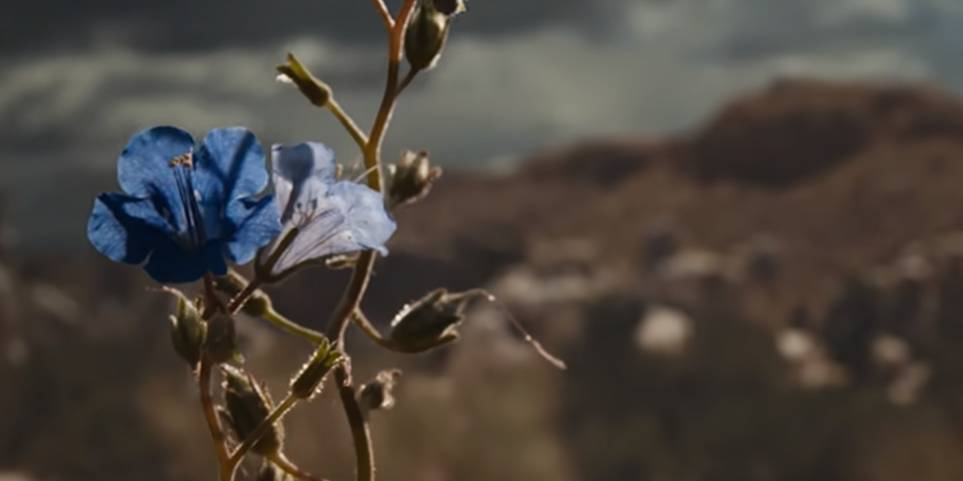 Better Call Saul Season 6's Blue Flower Secretly Connects To Kim & Walt