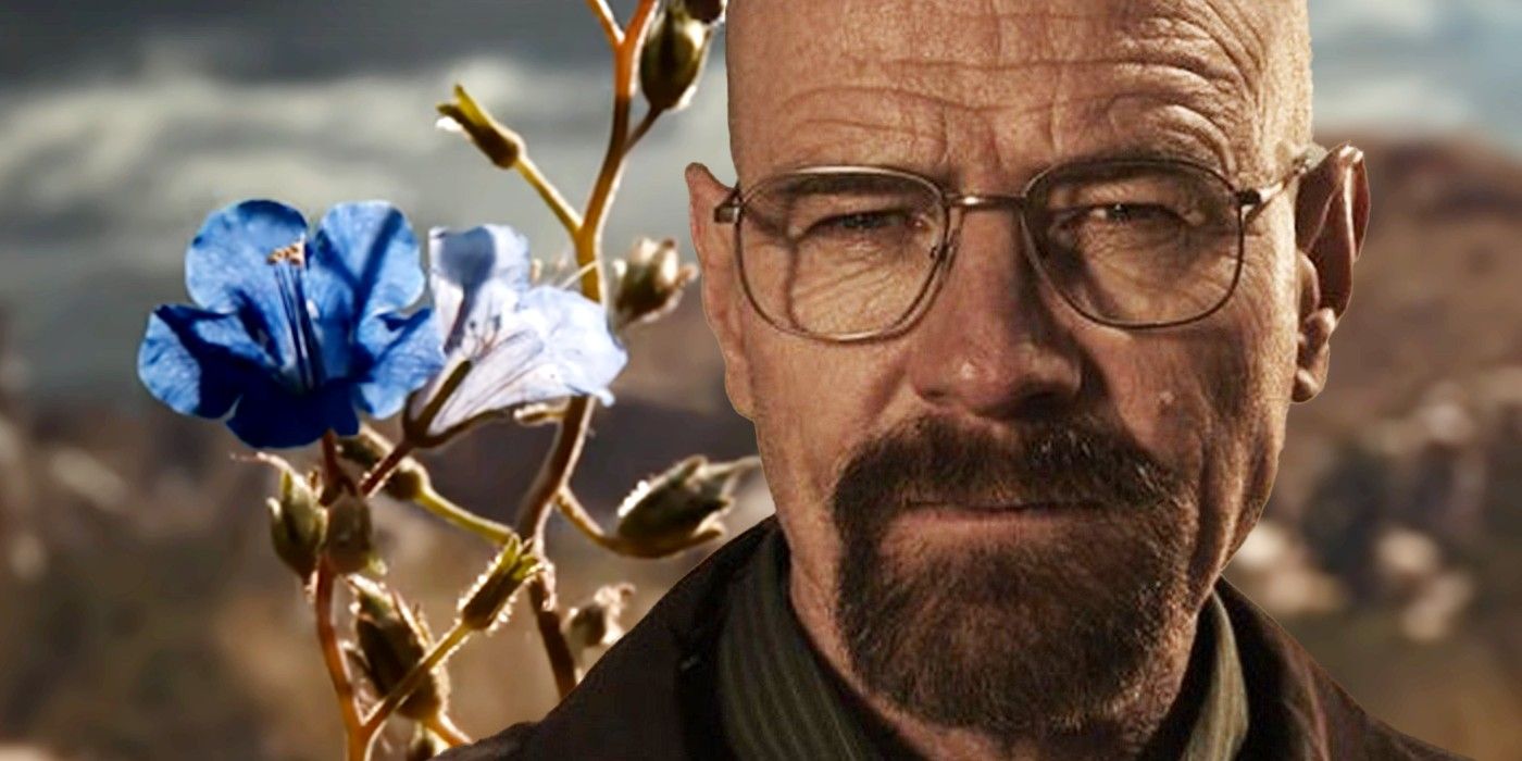 Bryan Cranston as Walter White in Breaking Bad and blue flower in Better Call Saul