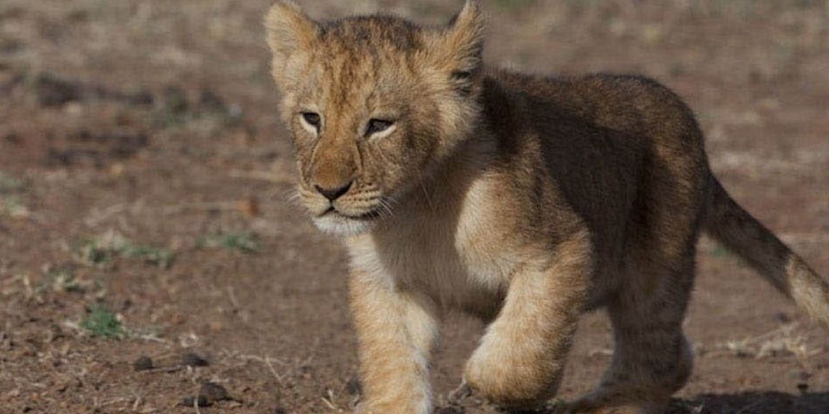 Mara the cub walking around in Disney Nature&rsquo;s African Cats