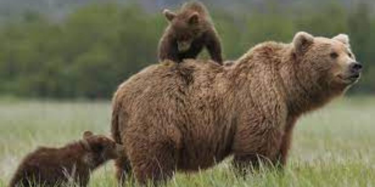 Sky and her bear cubs in Disney Nature&rsquo;s Bears