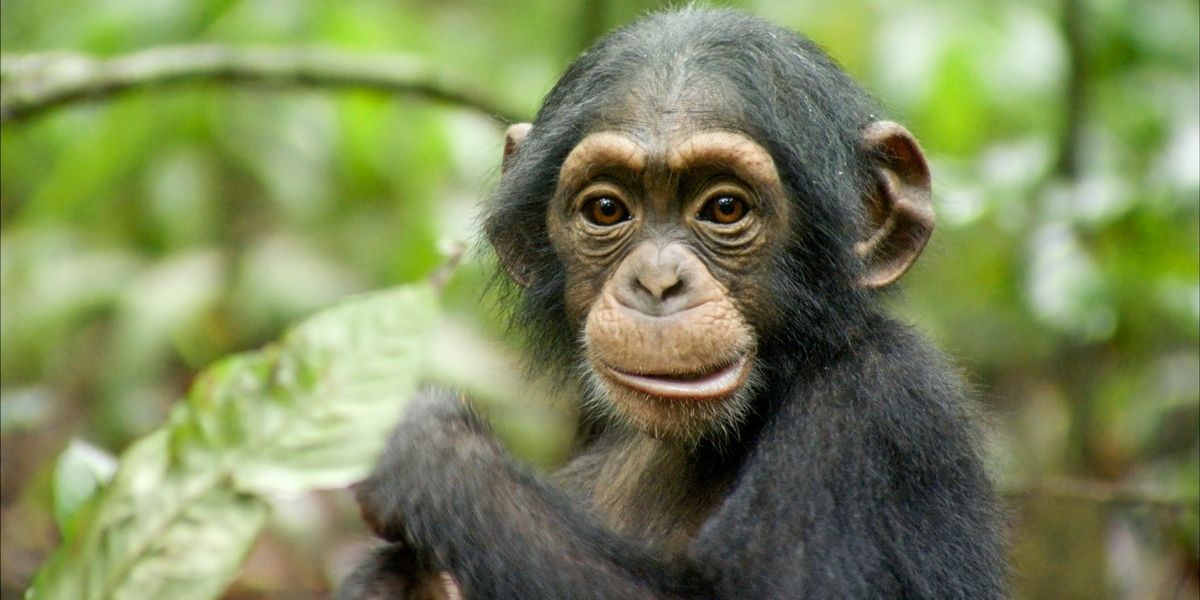 Oscar holding a leaf in Disney Nature&rsquo;s Chimpanzee