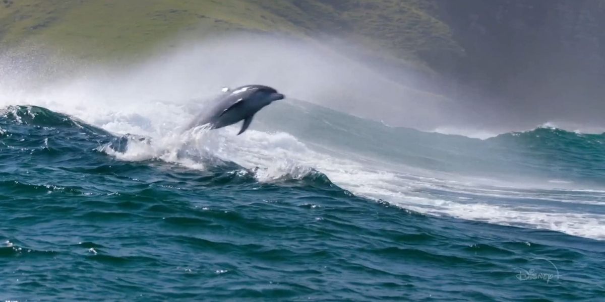 Echo jumping in the waves in Disney Nature&rsquo;s Dolphin Reef