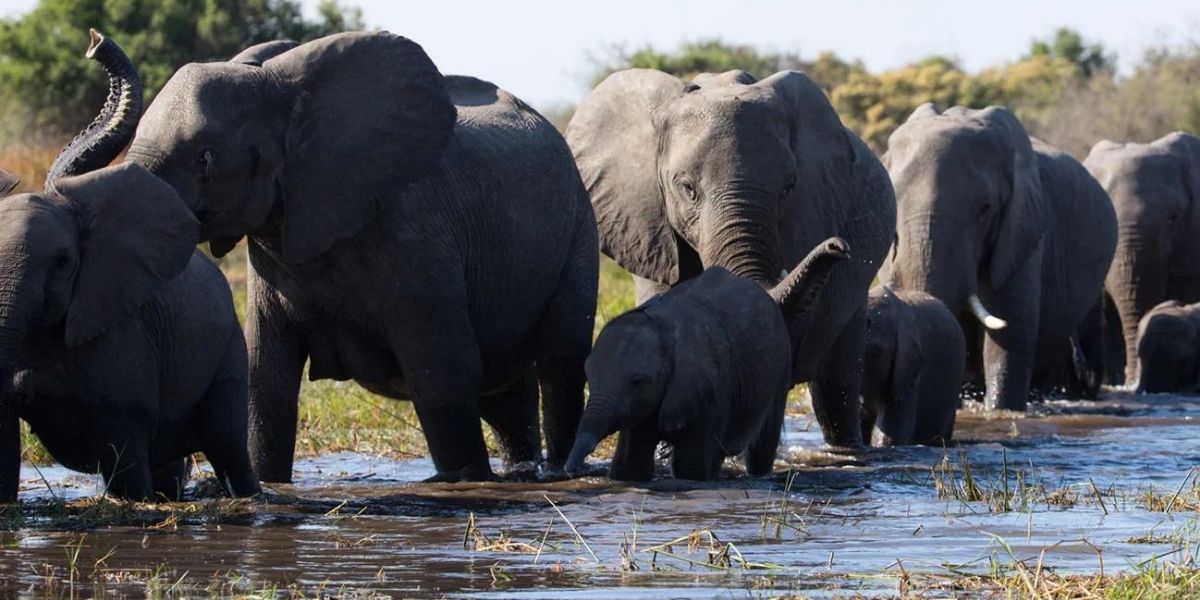 The elephant heard in Disney Nature&rsquo;s Elephant