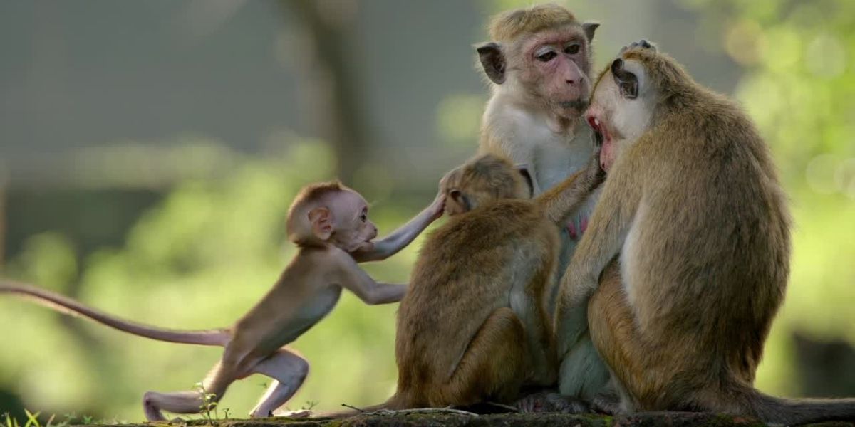 Maya, Kip, and other monkeys in Disney Nature&rsquo;s Monkey Kingdom