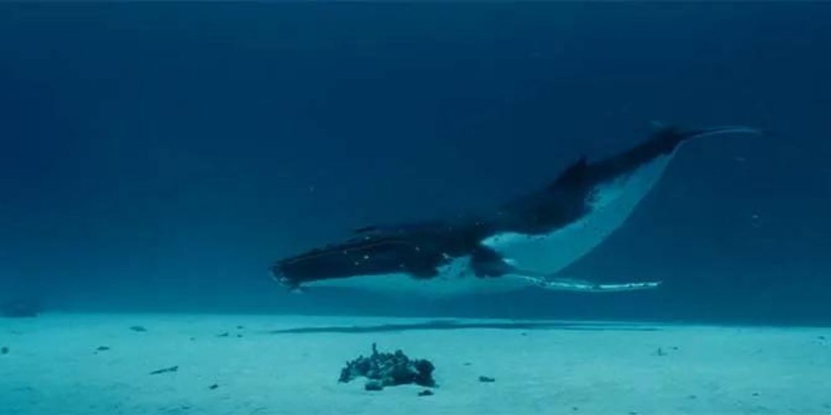 Humpback Whale swimming in the ocean in Disney Nature&rsquo;s Oceans