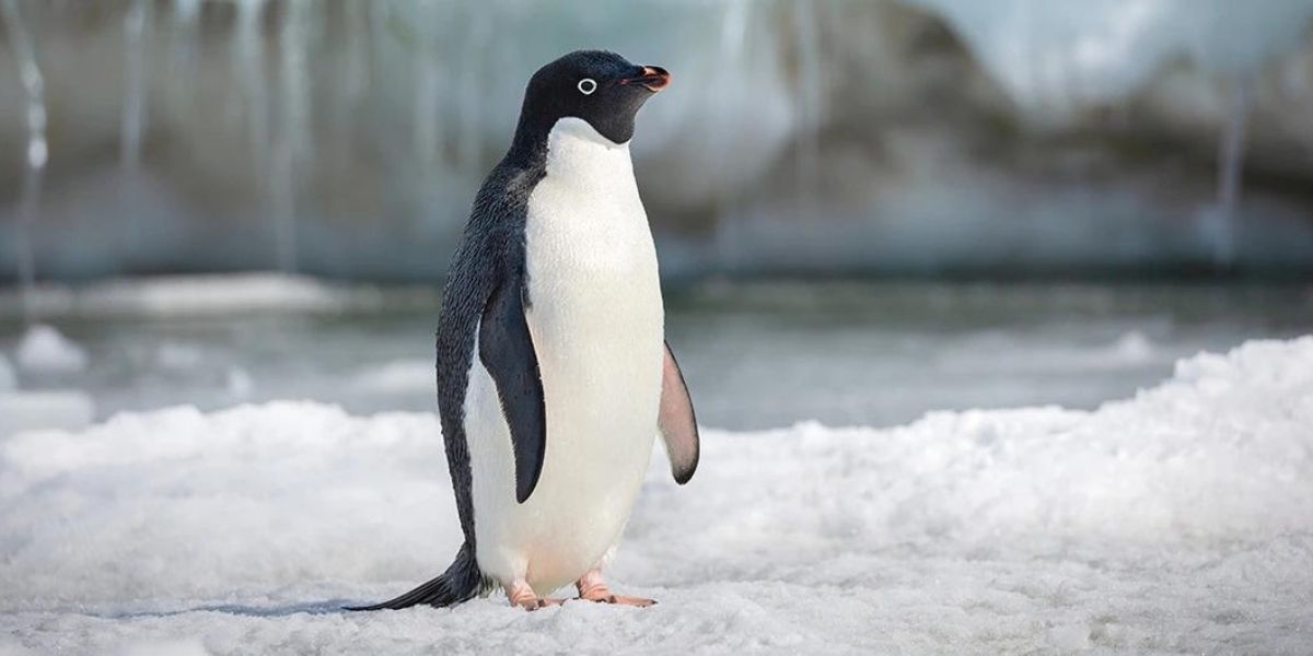Steve the Penguin in Disney Nature&rsquo;s Penguins