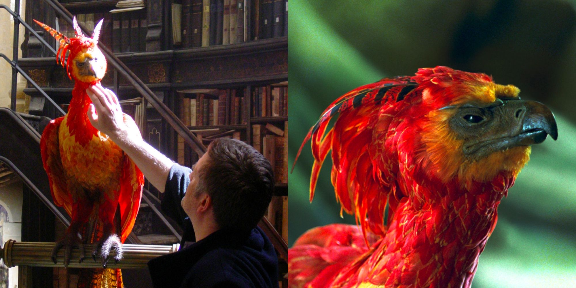 Phoenix Fawkes Harry Potter