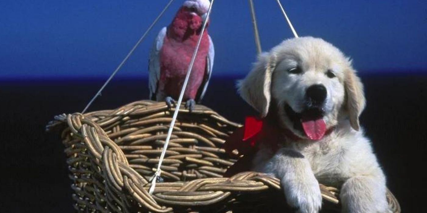 A golden retriever puppy in a basket and his bird friend