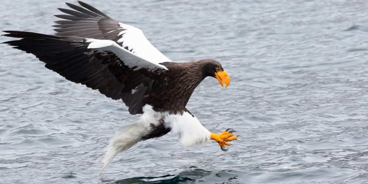 Sea Eagle For Fawkes