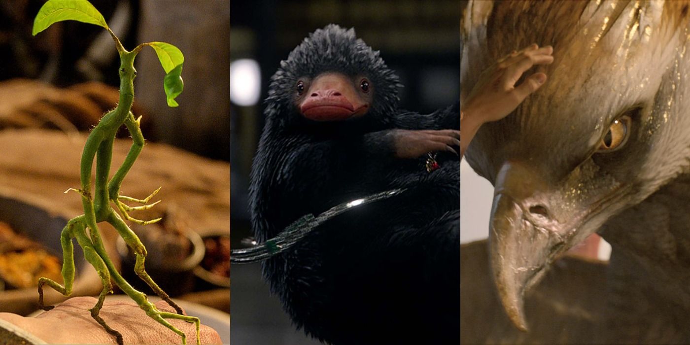Fantastic Beasts: The 10 Best Magical Creatures In The Series, According To  Ranker