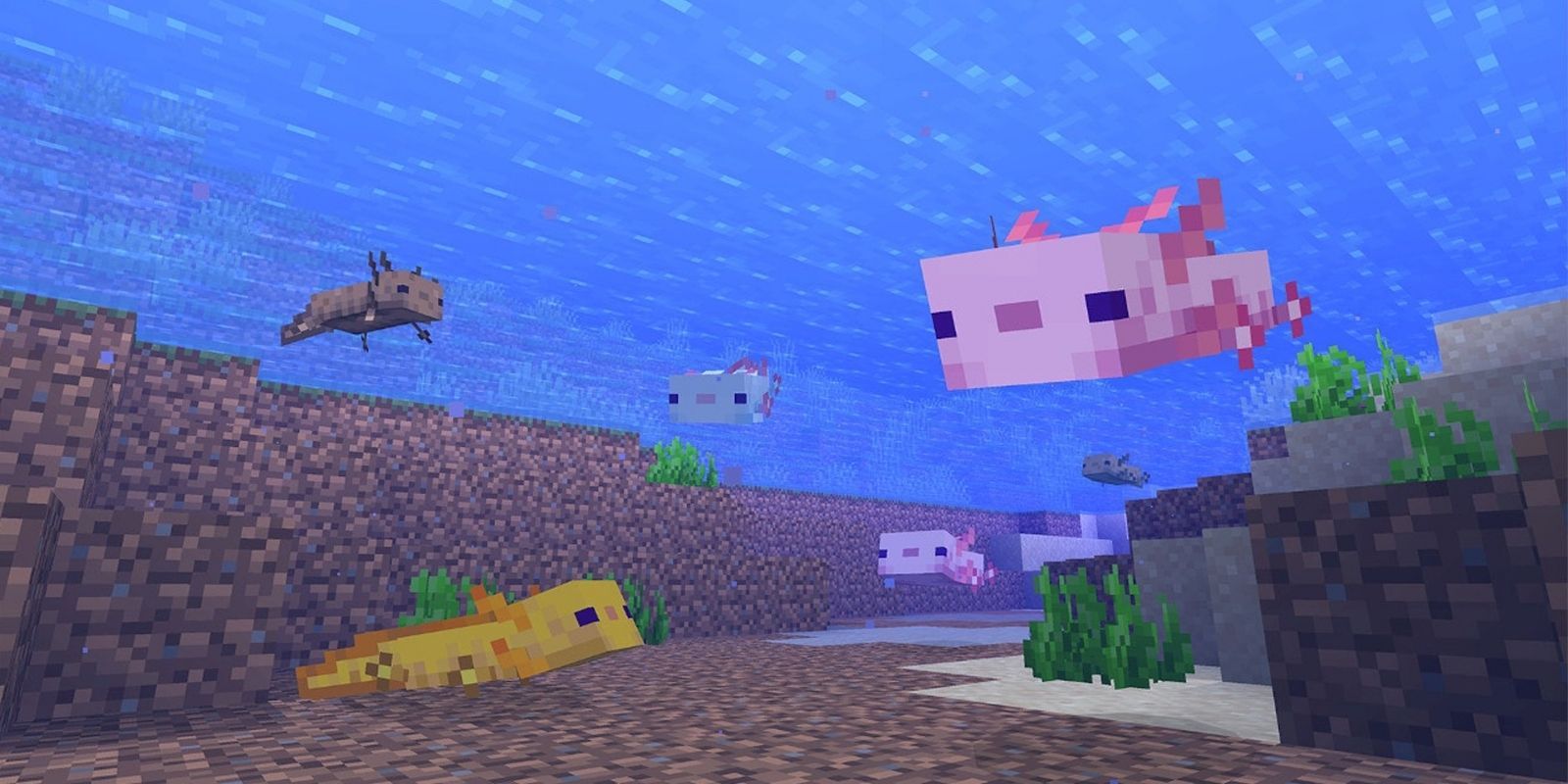 What Axolotls Eat In Minecraft