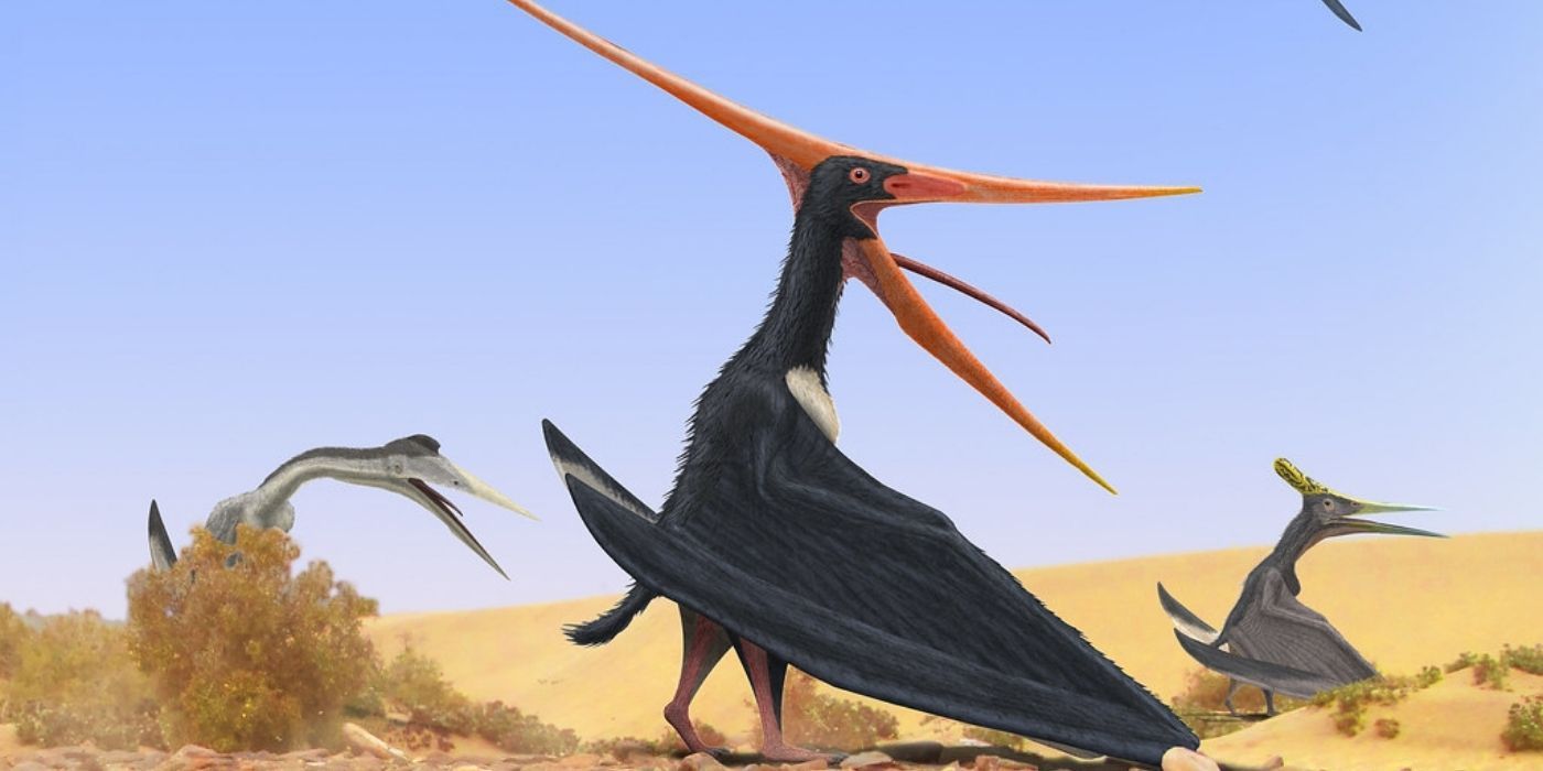 Barbaridactylus Pterosaurs Illustration
