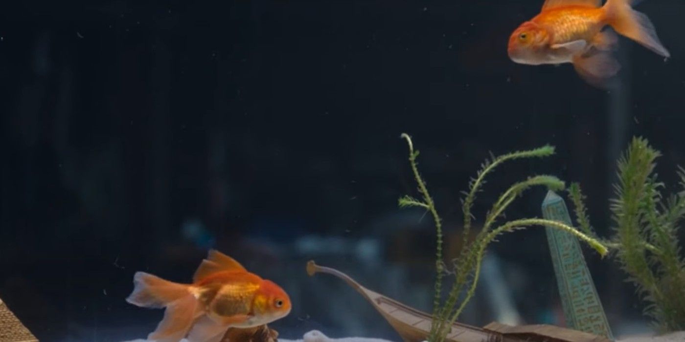 Goldfish in Moon Knight