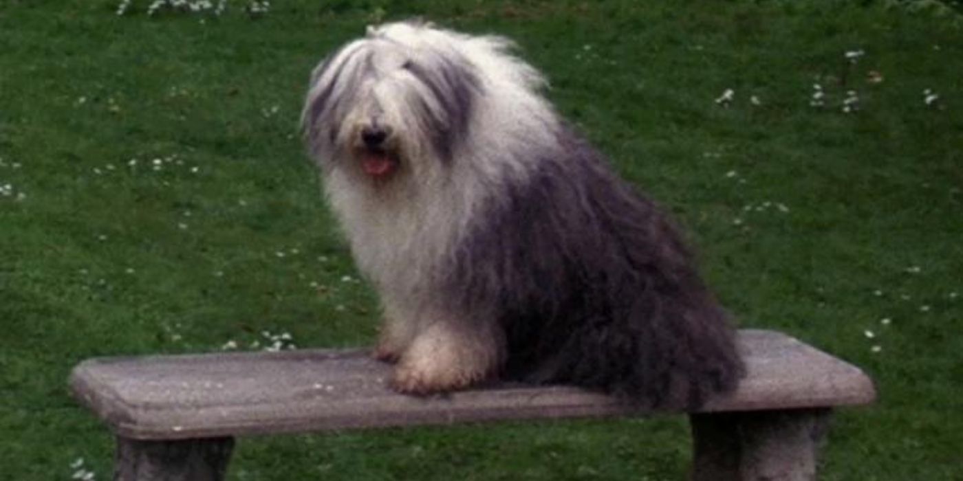 Merlin the dog in Labyrinth.