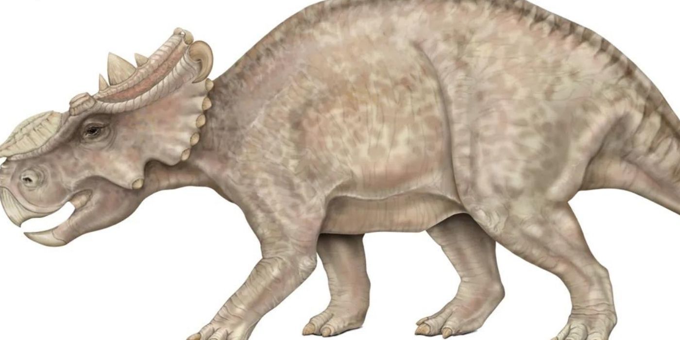 Pachyrhinosaurus Illustration