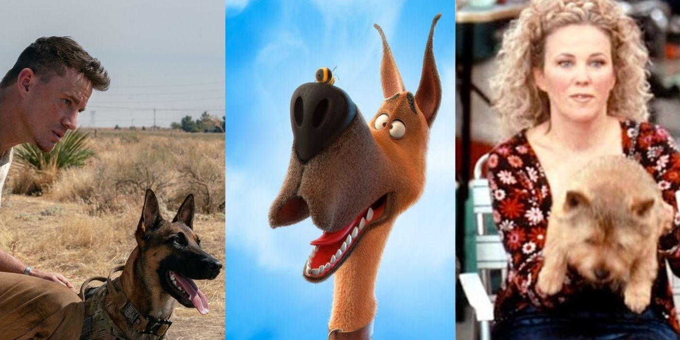 Split images of stills from Dog, Marmaduke, and Best In Show