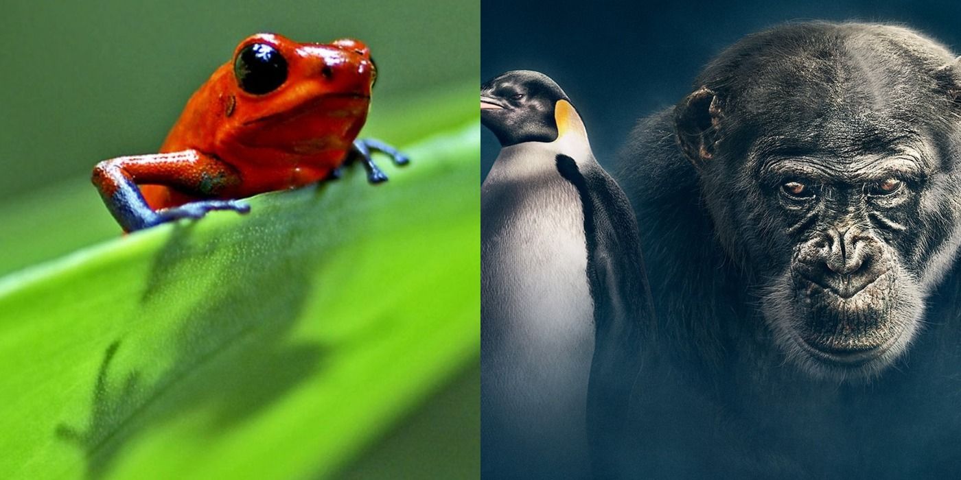 10 Best Nature Documentaries, According to IMDb