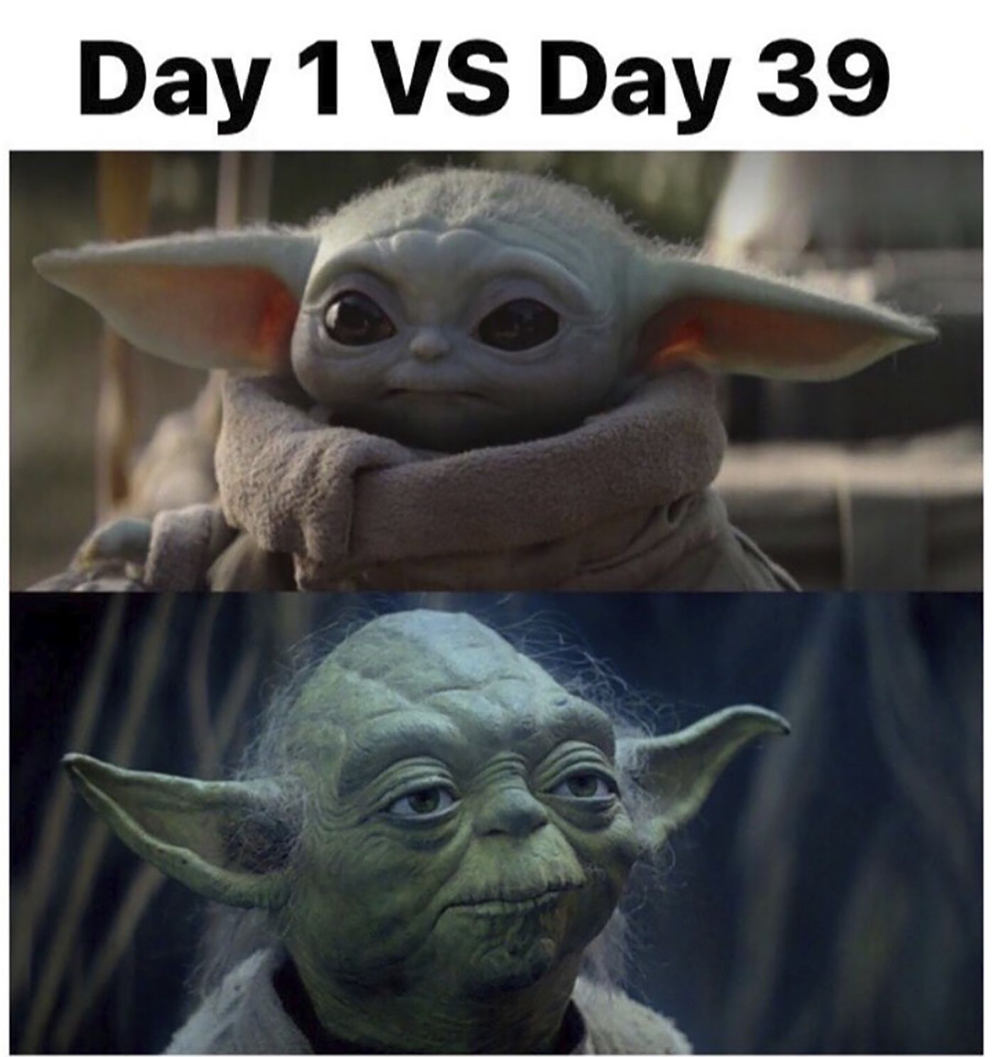 survivor memes day 1 vs 39