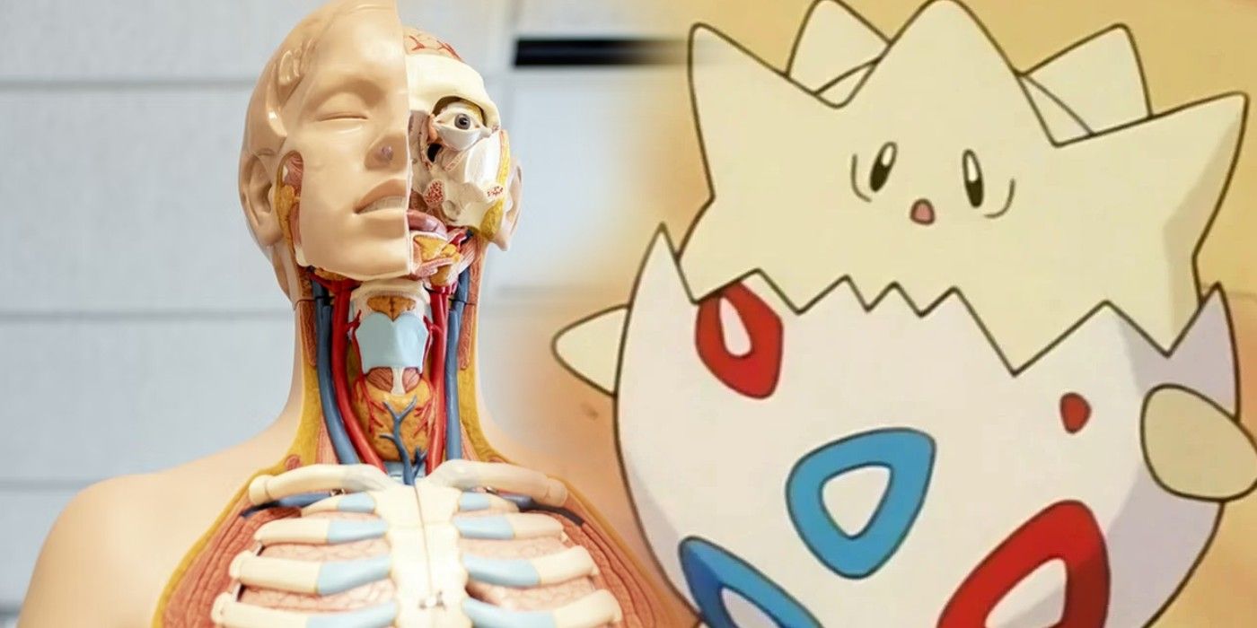 Anatomy Correct Pokemon From Artist Biologist
