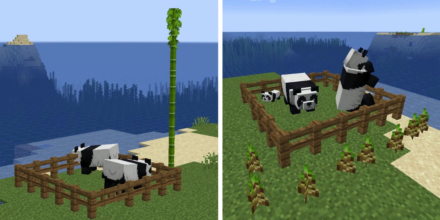 How To Breed Pandas In Minecraft 