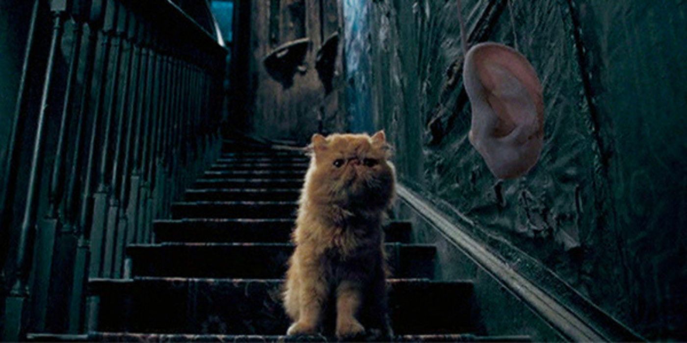 Crookshanks looking at an extendable ear in Harry Potter and the Order of the Phoenix