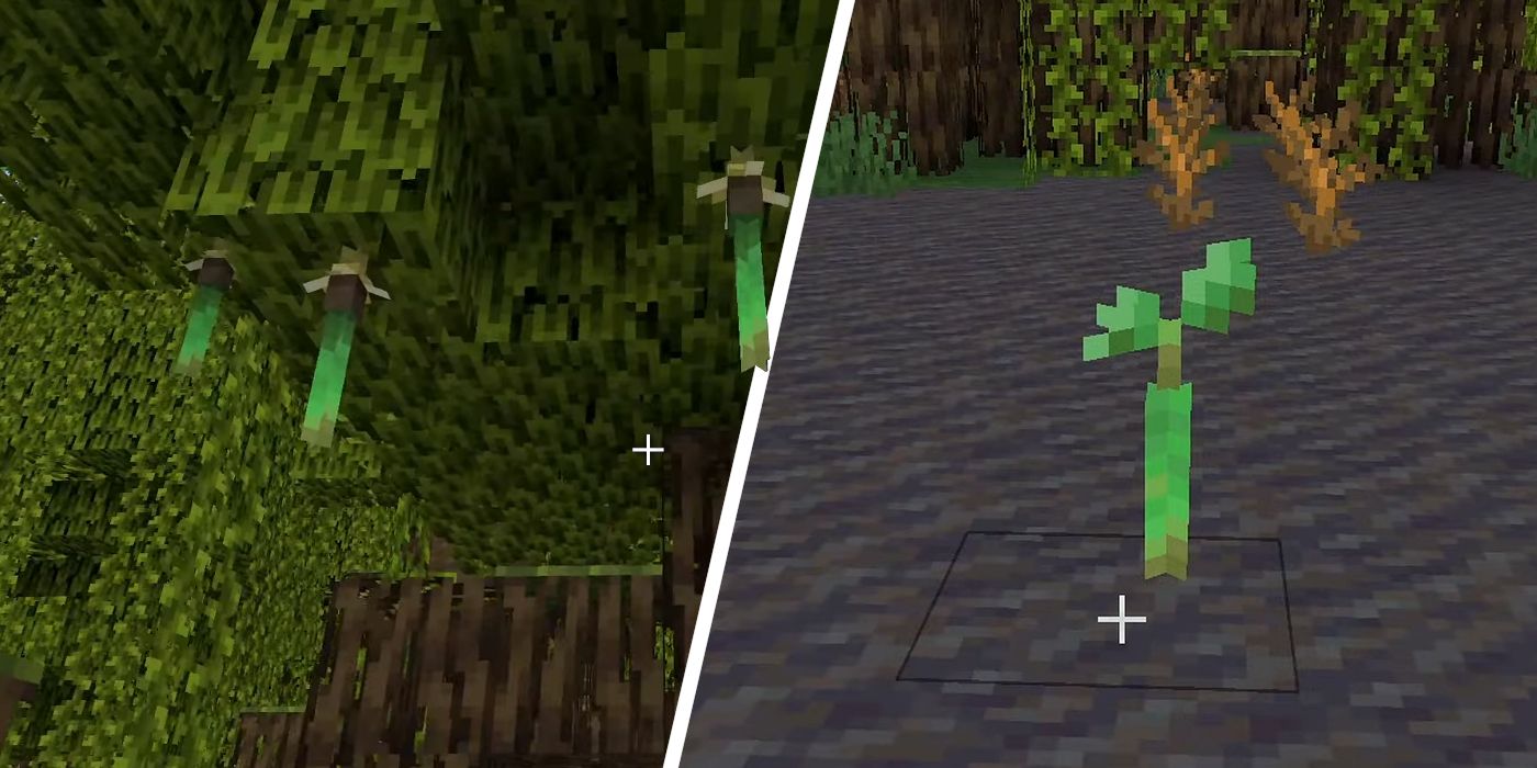 Mangrove Propagules in Minecraft hanging from trees next to an image of them planted in the ground