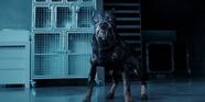 Netflix s Resident Evil Show Images Give Best Look Yet At Zombie Dog
