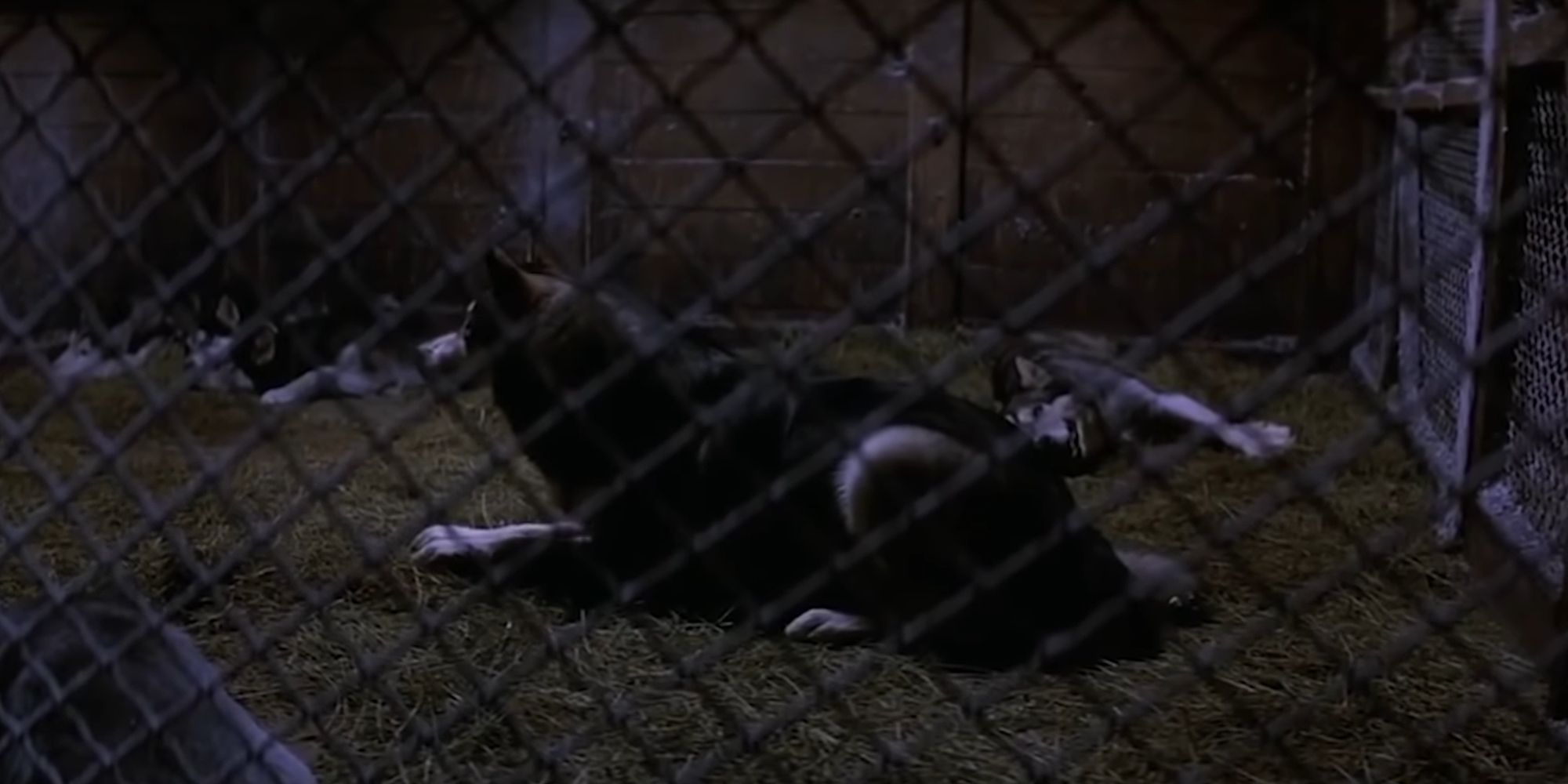 The Dog-Thing with the rest of the dogs in the kennel in John Carpenter's The Thing