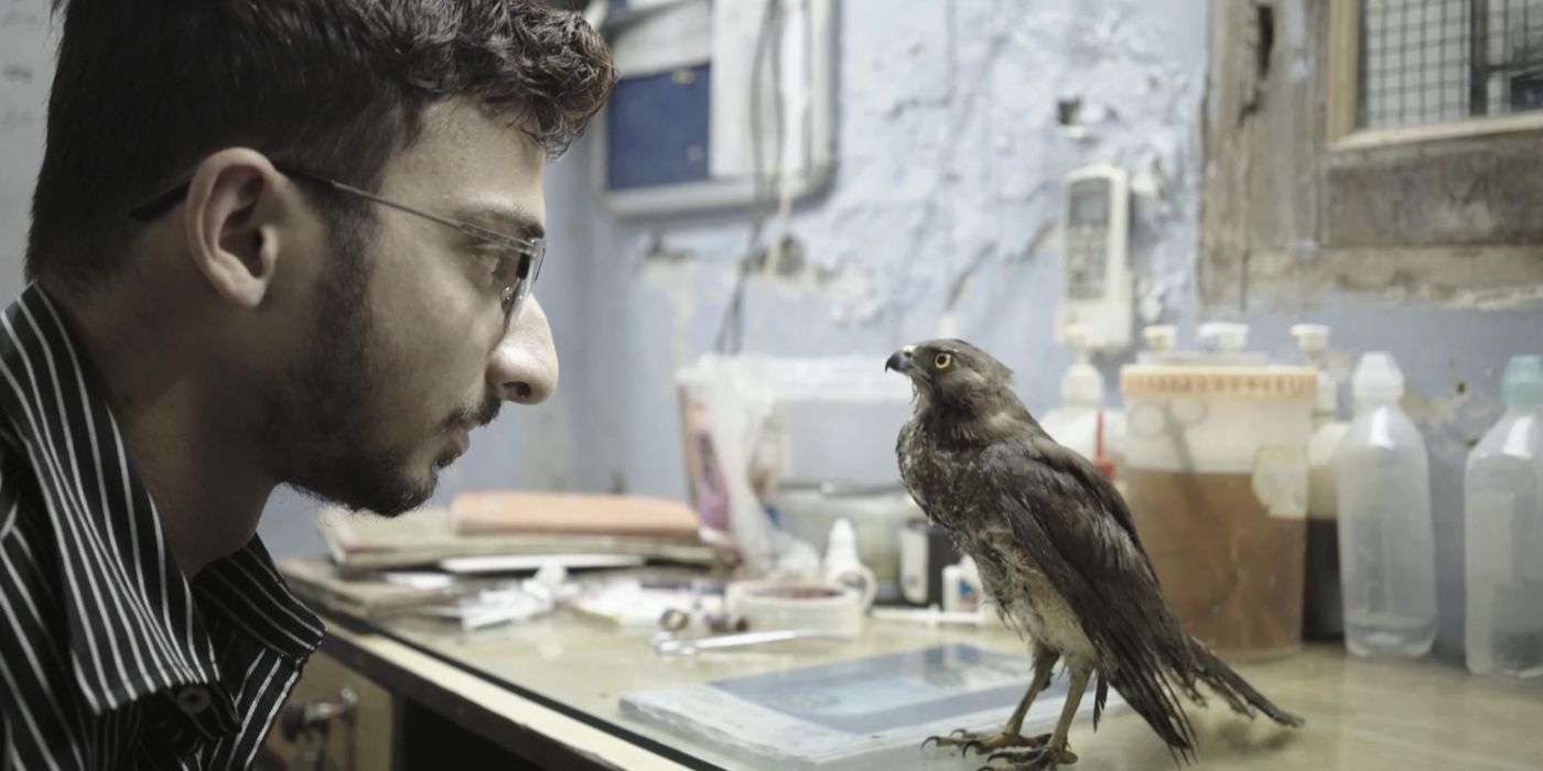 A man and a bird stare at each other in All That Breathes