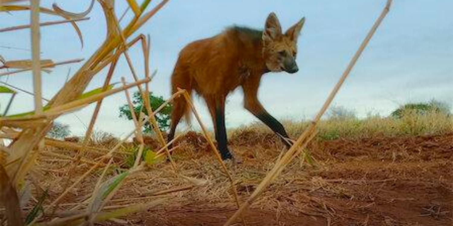 A maned wolf in the Netflix show Animal