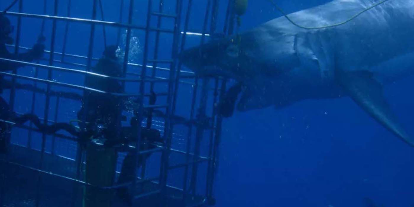 A shark cage on Counting Jaws on Disney