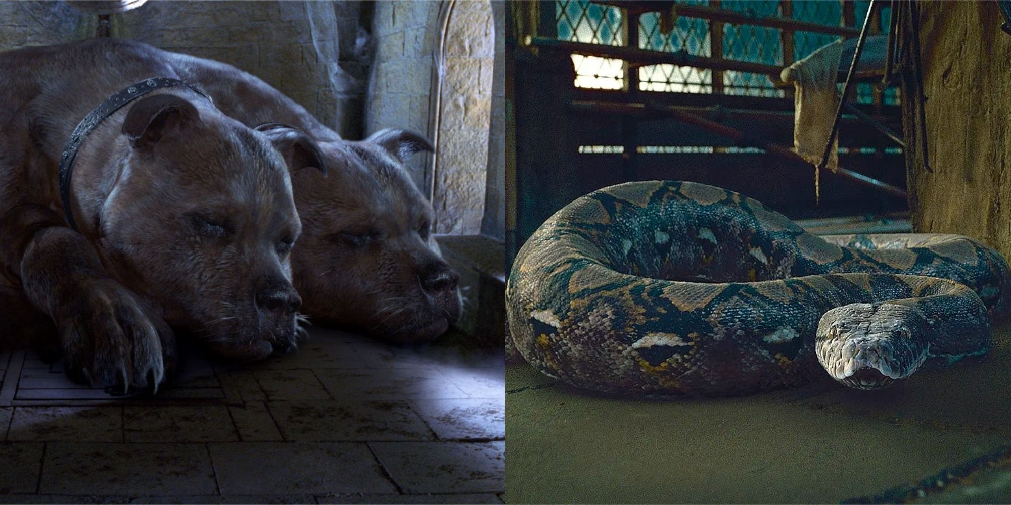 Harry Potter pets Featured