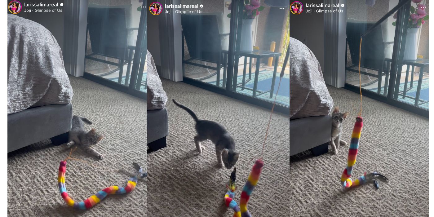 Larissa Lima 90 Day Fiancé New Kitten