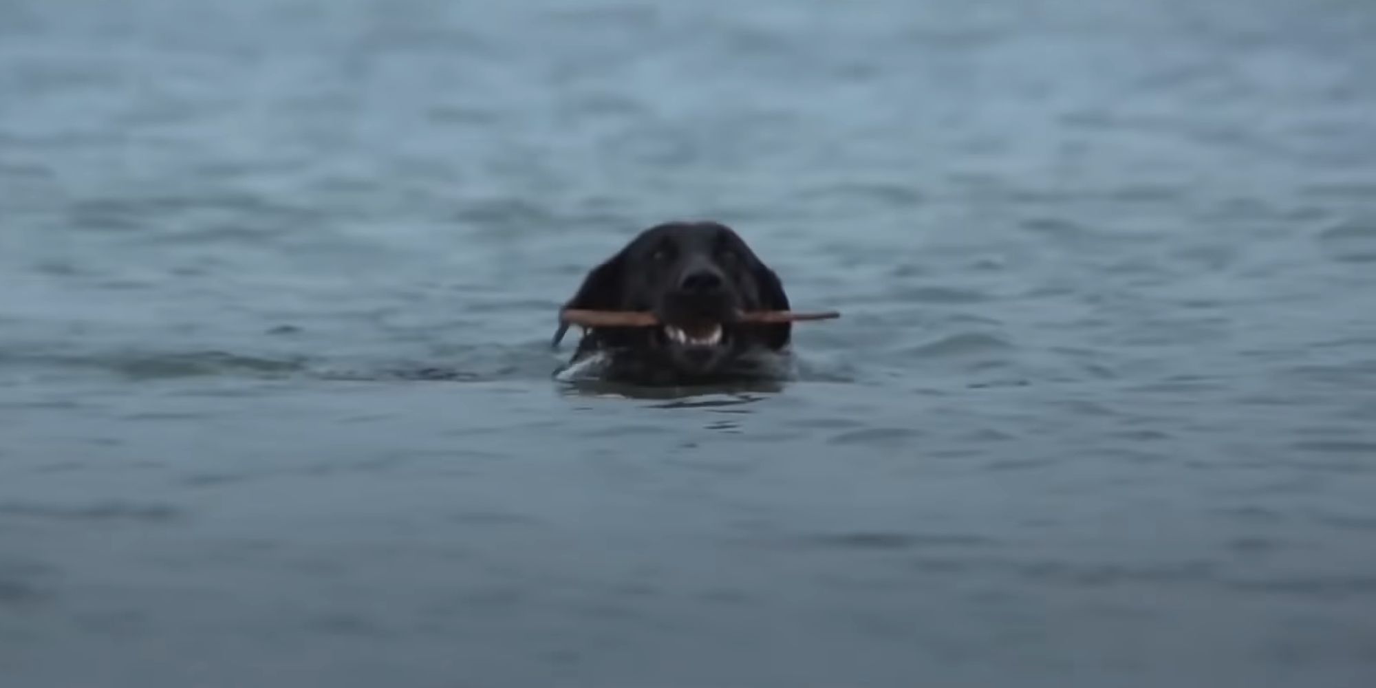 Pippet the dog swimming with his stick in Jaws