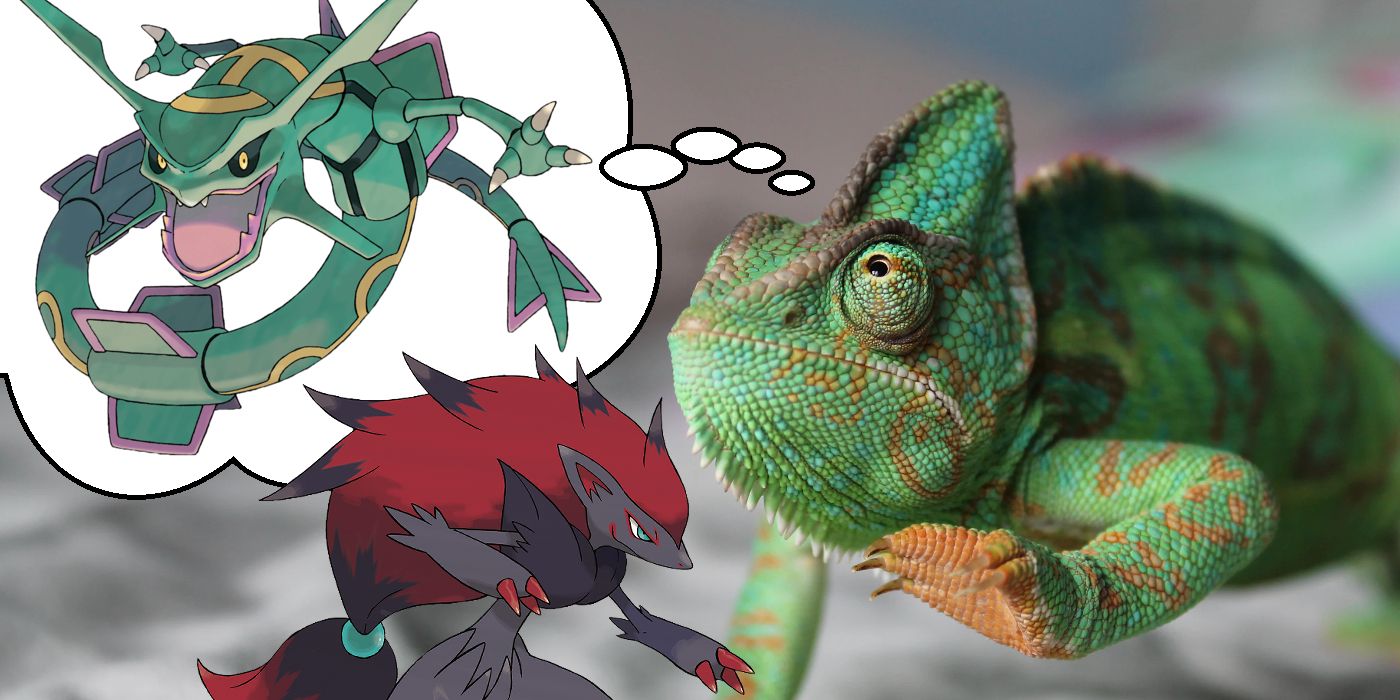 Pokemon Abilities Pets Should Have Illusion Iguana Rayquaza And Zoroark