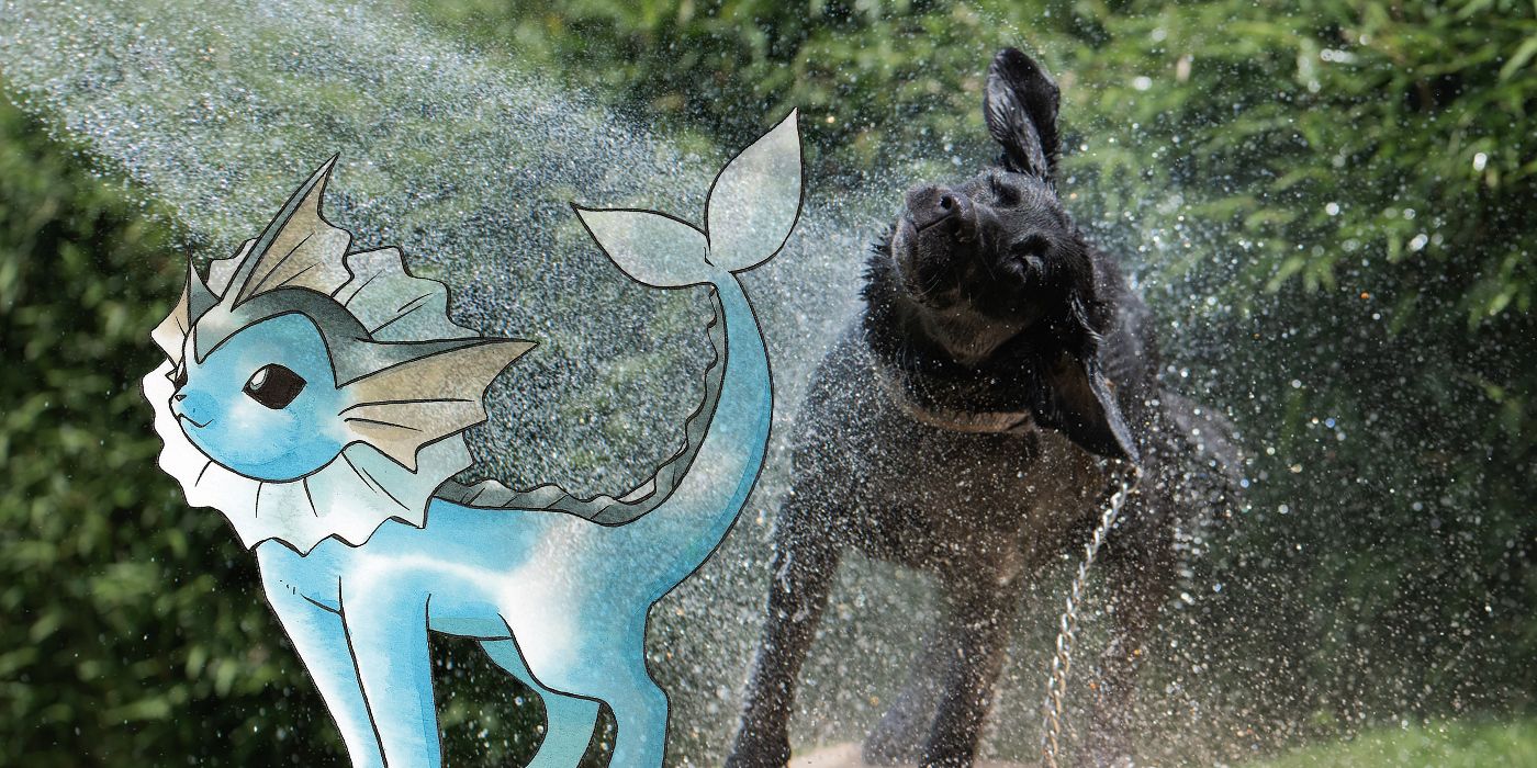 Pokemon Abilities Pets Should Have Water Absorb Dog And Vaporeon