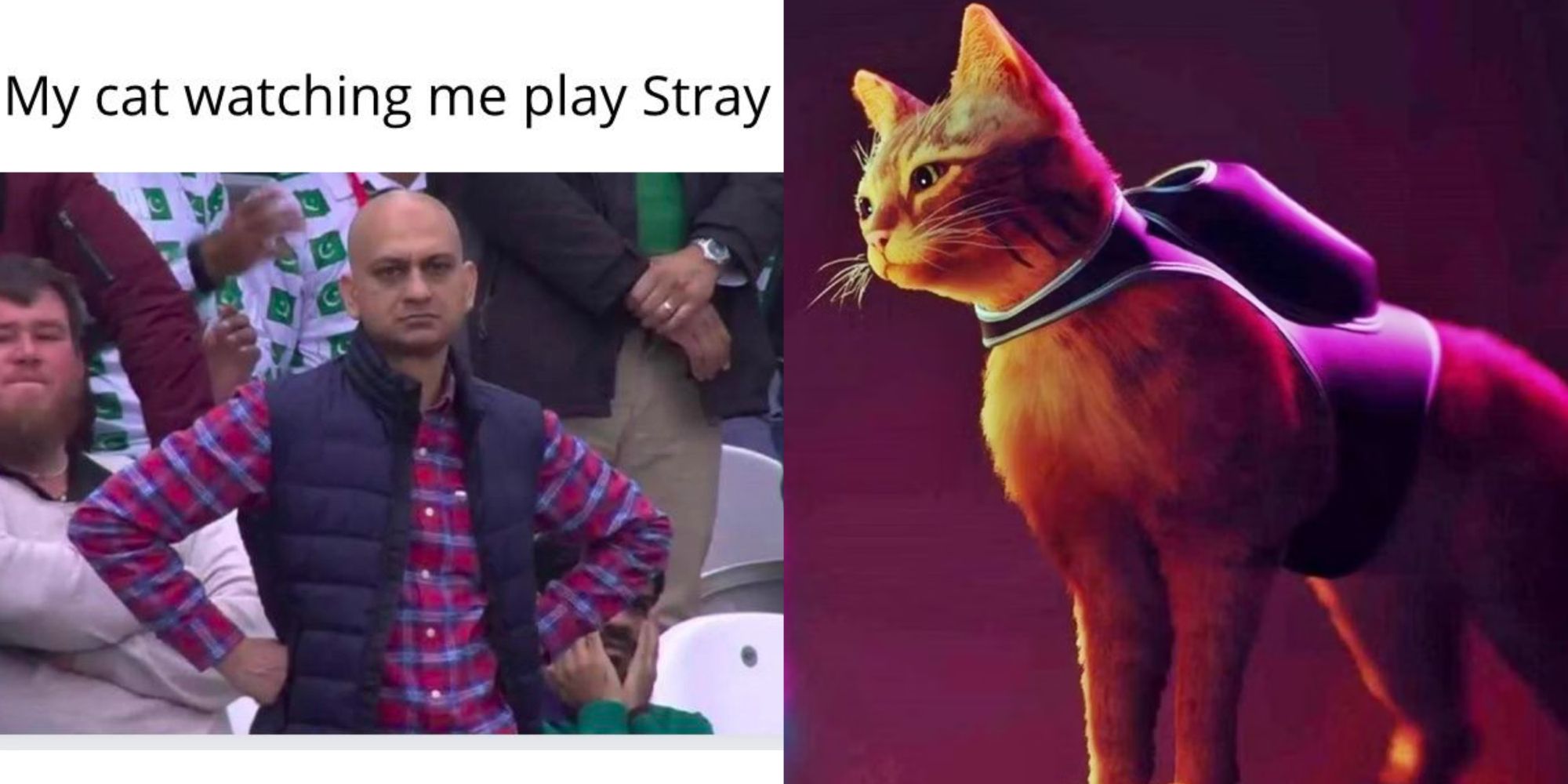 Stray, o jogo do gato, é lançado e internet reage com memes