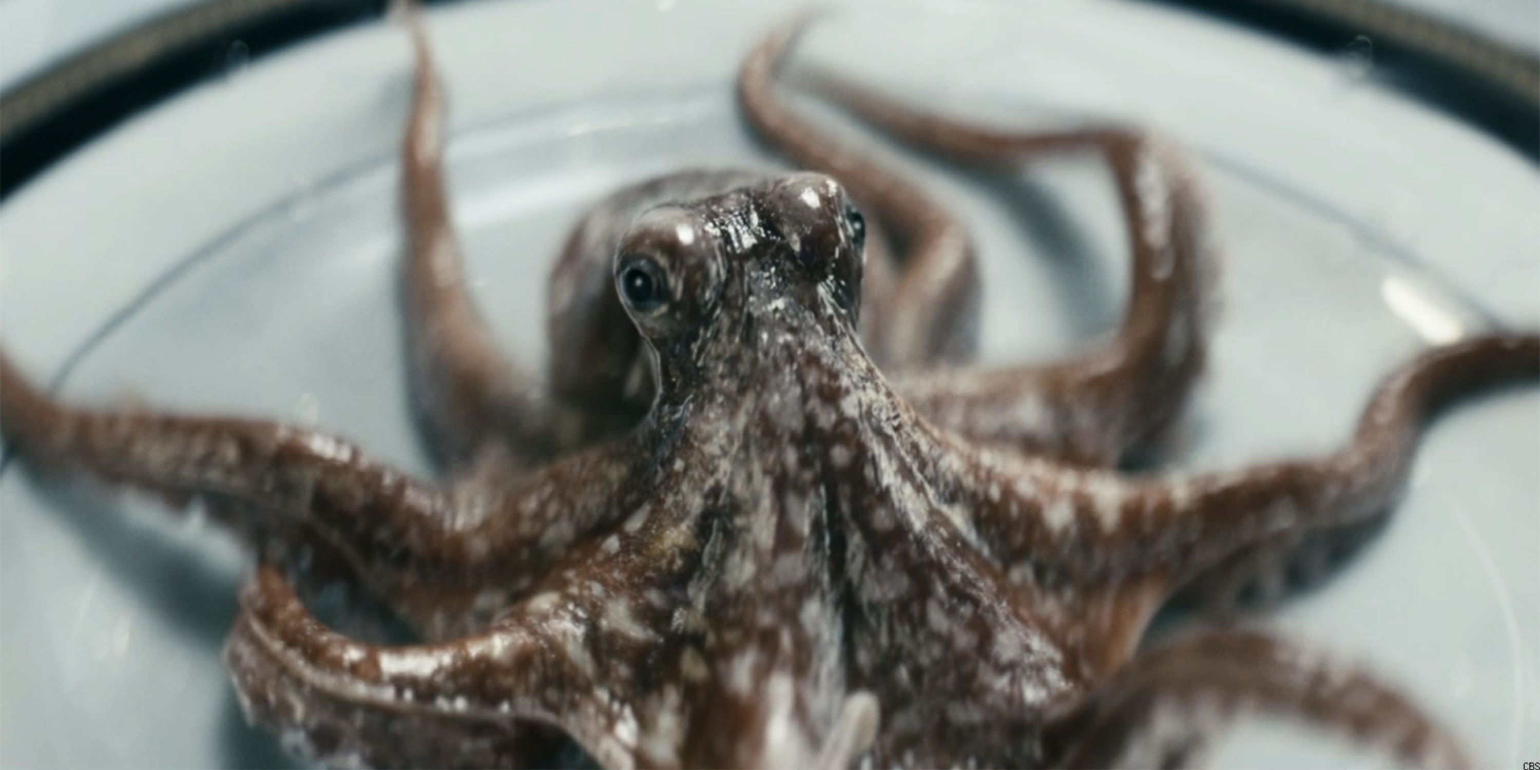 Timothy the Octopus in The Boys Season 3