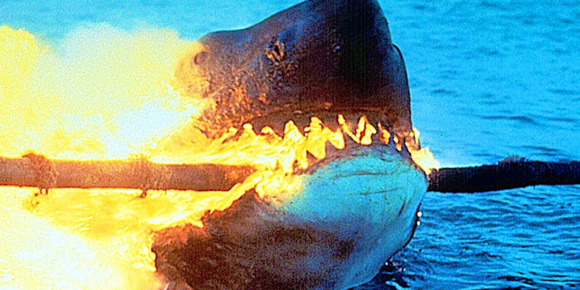 shark death in jaws 2