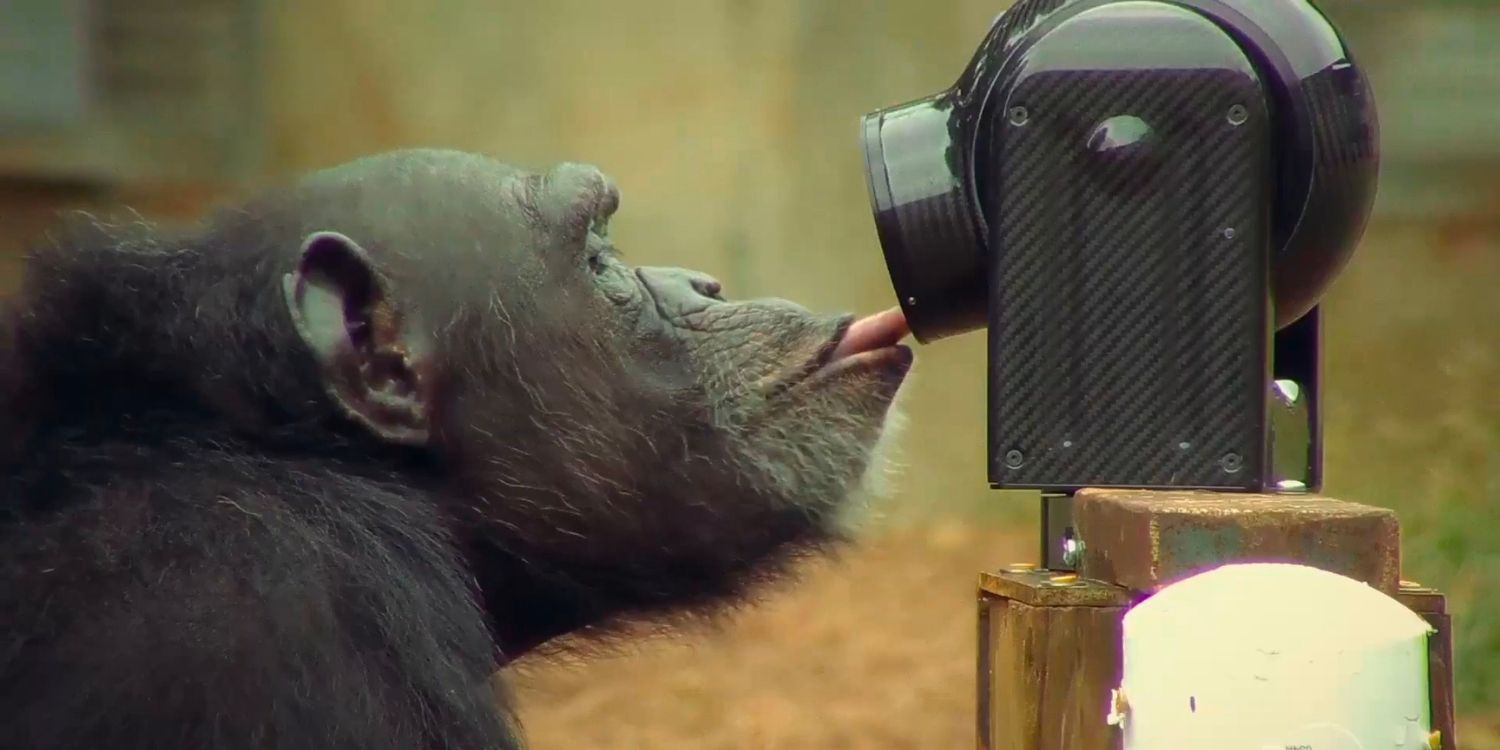 Um chimpanzé lambendo a câmera em Conheça os chimpanzés